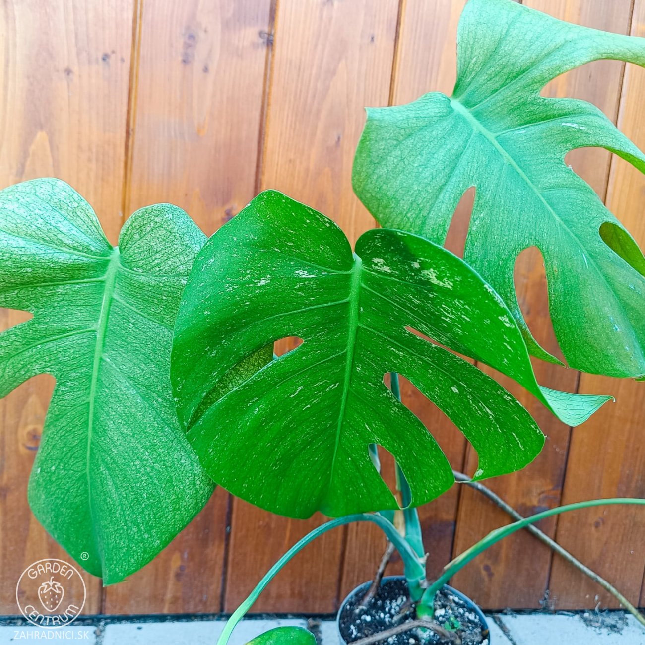 Obrázok Monstera adansonova (Monstera adansonii) ´MINT´ - výška 30-40 cm, kont. C1L