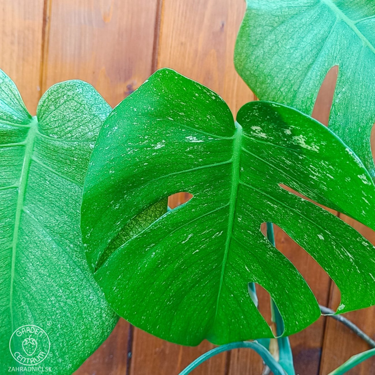Obrázok Monstera adansonova (Monstera adansonii) ´MINT´ - výška 30-40 cm, kont. C1L