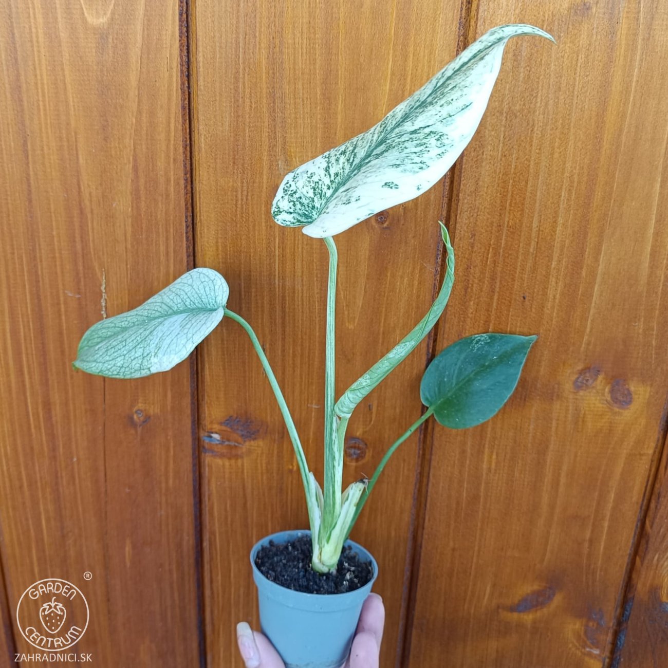 Obrázok Monstera adansonova (Monstera adansonii) ´MINT´ - výška 15-25 cm, kont. P6