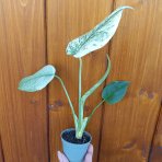 Monstera adansonova (Monstera adansonii) ´MINT´ - výška 15-25 cm, kont. P6