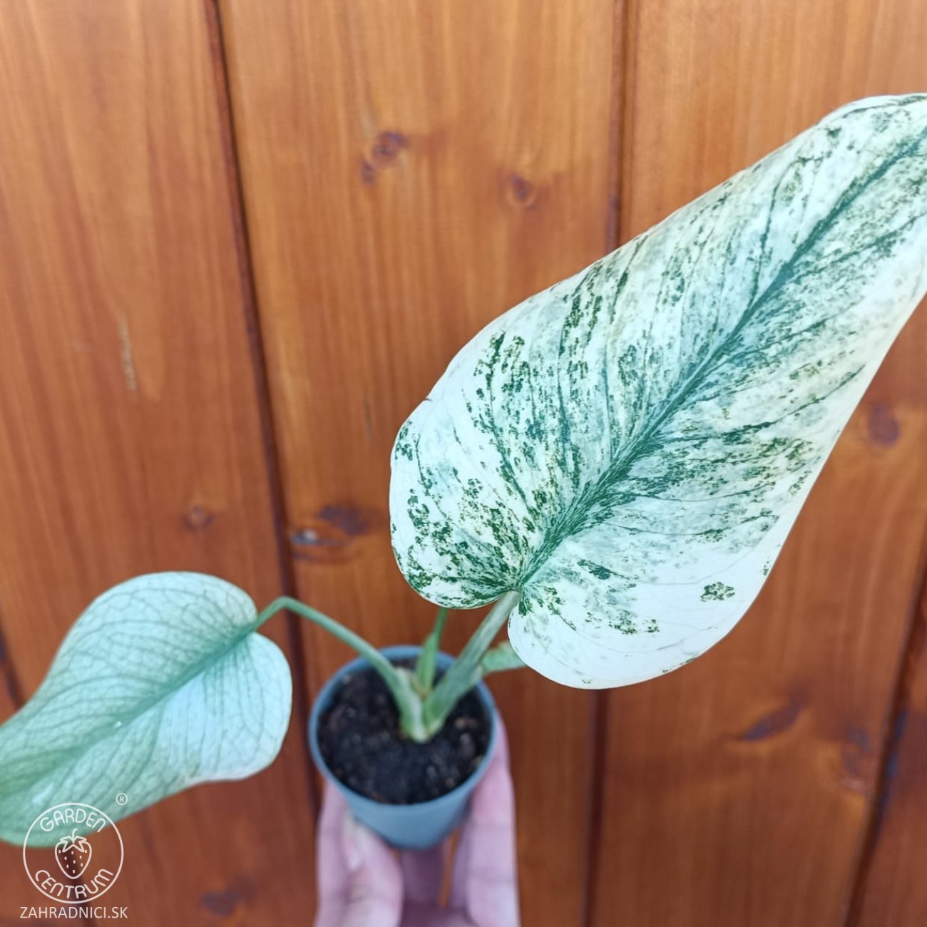 Obrázok Monstera adansonova (Monstera adansonii) ´MINT´ - výška 15-25 cm, kont. P6