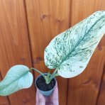 Monstera adansonova (Monstera adansonii) ´MINT´ - výška 15-25 cm, kont. P6