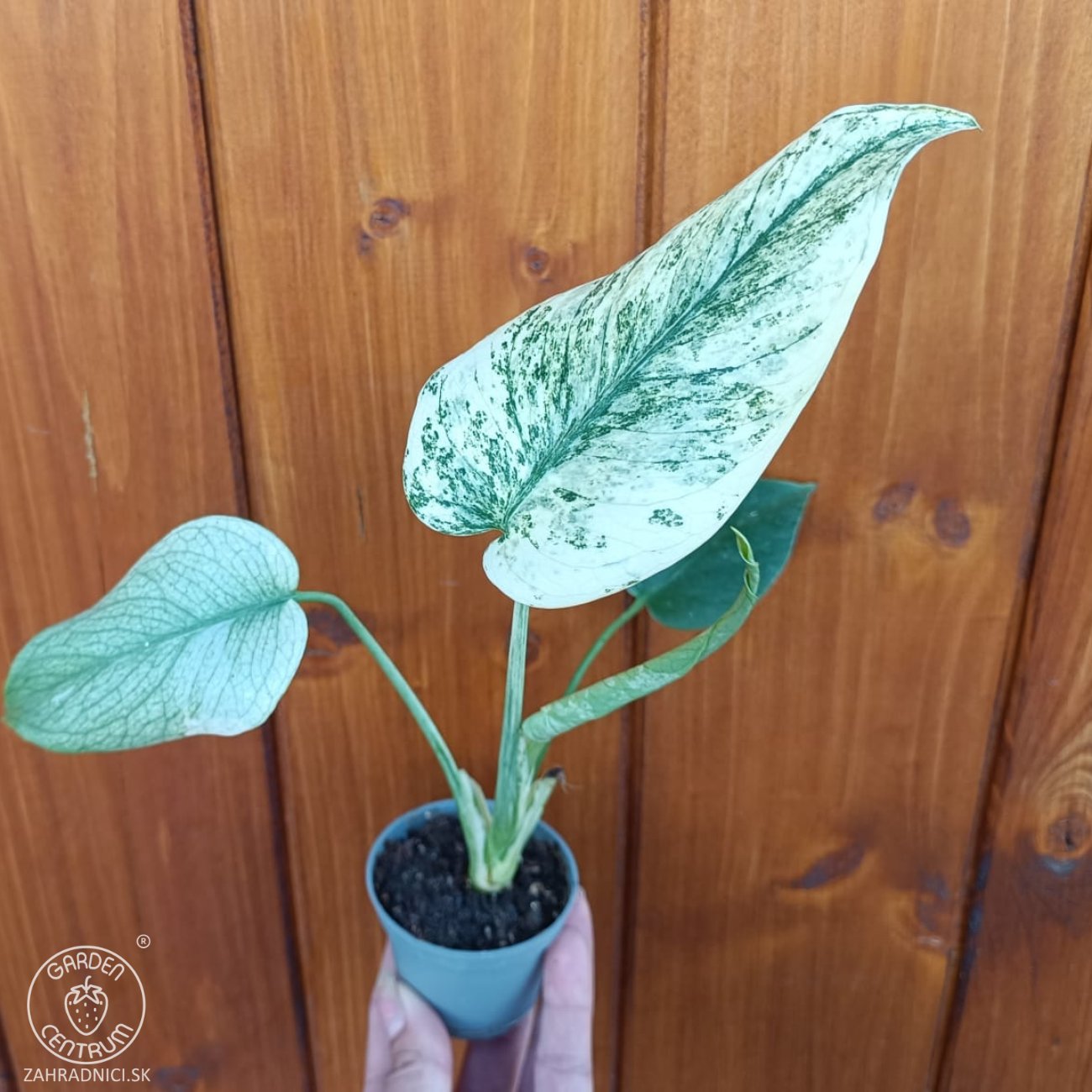 Obrázok Monstera adansonova (Monstera adansonii) ´MINT´ - výška 15-25 cm, kont. P6