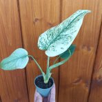 Monstera adansonova (Monstera adansonii) ´MINT´ - výška 15-25 cm, kont. P6