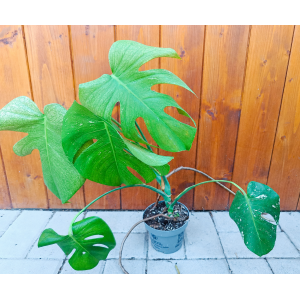 Monstera adansonova (Monstera adansonii) ´MINT´ - výška 30-40 cm, kont. C1L