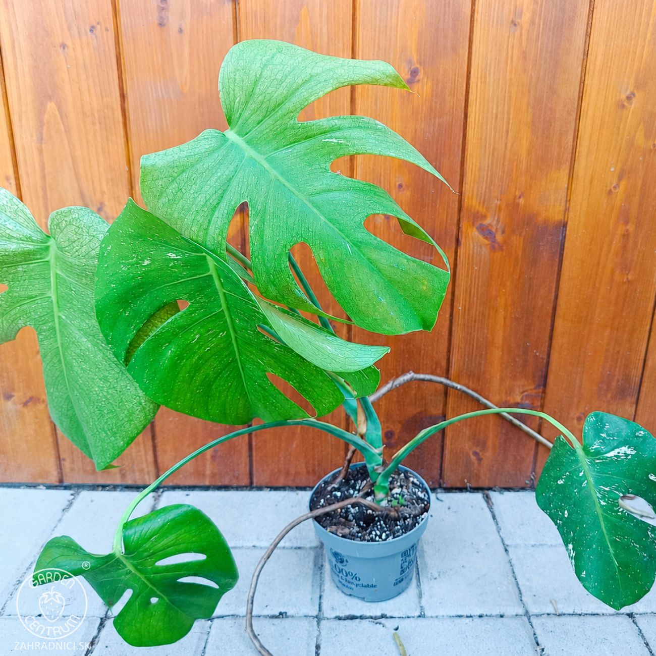 Obrázok Monstera adansonova (Monstera adansonii) ´MINT´ - výška 30-40 cm, kont. C1L