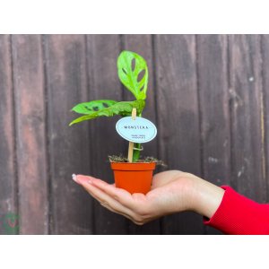 Monstera adansonova (Monstera adansonii) ´MINT´ - výška 10-15 cm, kont. P6
