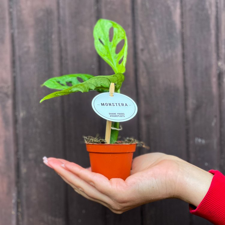 Monstera adansonova (Monstera adansonii) ´MINT´ - výška 10-15 cm, kont. P6