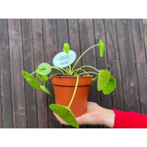 Pilea (Pilea peperomioides) ´MOJITO´ - výška 15-20 cm, kont. C1L