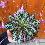 Primulina sinovietnamica 'VELVET MIST' - výška 5 cm, ⌀ 10-15 cm, kont. C1L