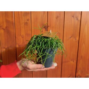 Ripsalis (Rhipsalis burchellii) 'CASHERO CORAL BREEZE' - výška 5 cm ⌀ 15 cm, kont. C1L