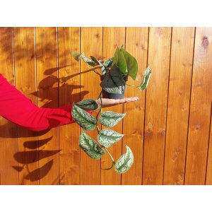 Potosovec strieborný (Scindapsus pictus) ´TREBIE´ - výška 30-35 cm, kont. C1L