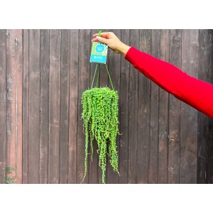 Starček (Senecio rowleyanus) - Ø 30-40 cm, kont. C1,5L - ZAVESNÝ KVETINÁČ