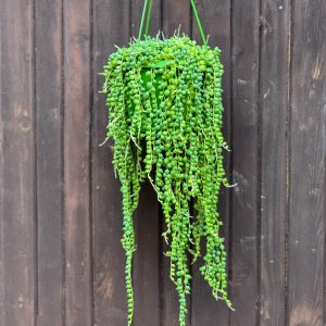 Starček (Senecio rowleyanus) - Ø 30-40 cm, kont. C1,5L - ZAVESNÝ KVETINÁČ