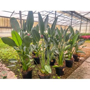 Strelícia Nikolaj (Strelitzia Nicolai) - výška 200-250 cm, kont. C25L