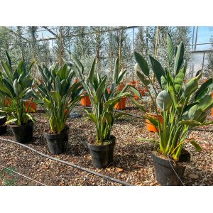Strelícia kráľovská (Strelitzia Reginae) – výška 80-100 cm, kont. C18L