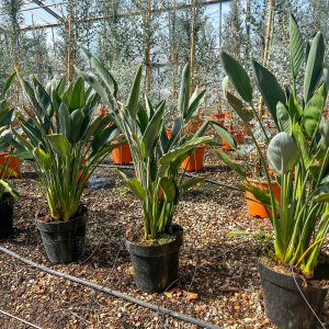 Strelícia kráľovská (Strelitzia Reginae) – výška 60-80 cm, kont. C7L