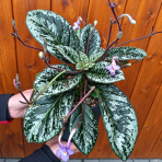 Streptokarp (Streptocarpus) 'MOHLERIA' - výška 20-30 cm, ⌀ 20 cm, kont. C2L