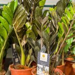 Zamiokulkas (Zamioculcas zamifolia) ´RAVEN´ - výška 40-50 cm, kont. C1L
