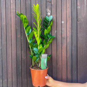 Zamiokulkas (Zamioculcas zamifolia) - výška 40-50 cm, kont. C3L