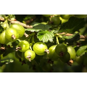 Egreš obyčajný (Grossularia uva-crispa) ´INVICTA´ - výška 70-100 cm, stredne skorý, voľnokorenný - STROMČEKOVÝ/ NA KMIENKU