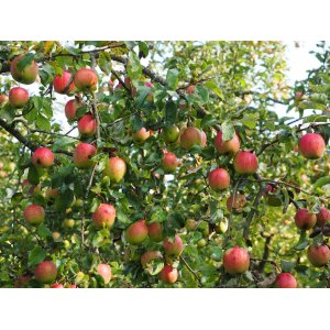 Jabloň domáca (Malus Domestica) ´GALA´ - výška 190-230 cm, obvod kmeňa 20/25 cm, kont. C60L