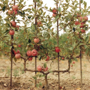 Jabloň domáca (Malus domestica) ´FUJI´ výška: 140 cm, obvod kmeňa: 12/14 cm, kont. C45L - tvarovaná stena (dvojité ´U´)