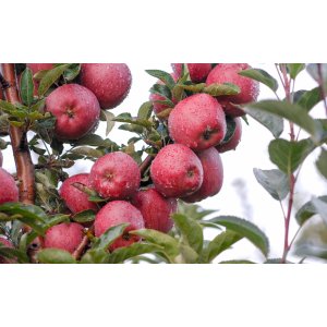 Stĺpovitá jabloň (Malus ballerina) ´FLAMENCO´ - jesenná, výška 60-80 cm, voľnokorenná