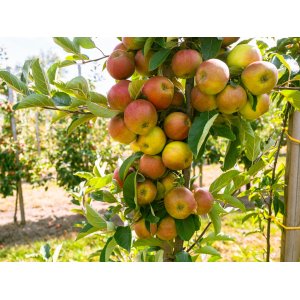 Stĺpovitá jabloň (Malus domestica) ´ARBAT´- jesenná, výška 100-120 cm, kont. C3.5L 