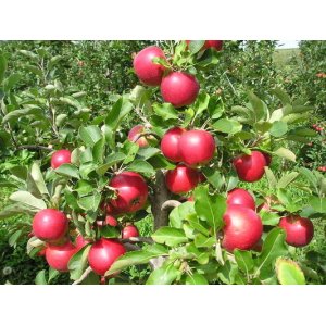 Jabloň domáca (Malus domestica) ´BOHEMIA´ - zimná, výška 130-170 cm, voľnokorenná
