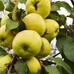 Stĺpovitá jabloň (Malus ballerina) ´BOLERO´® - jesenná 100-130 cm - voľnokorenná