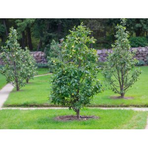 Stĺpovitá jabloň (Malus ballerina) ´BOLERO´® - jesenná, výška 175-200 cm, kont. C70L