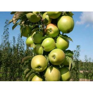 Stĺpovitá jabloň (Malus ballerina) ´BOLERO´® - jesenná 100-130 cm - voľnokorenná