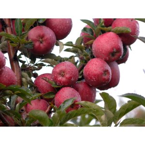 Stĺpovitá jabloň  (Malus domestica) ´DELEGRINA´ - jesenná, výška 60-100 cm - voľnokorenná