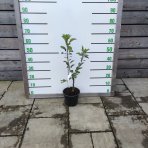 Stĺpovitá jabloň (Malus domestica) ´DELEGRINA´ - výška 50-70 cm, kont. C3.5L