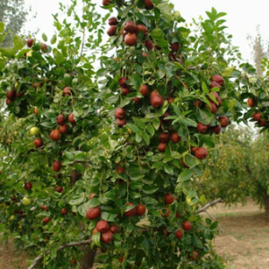Mini jabloň stĺpovitá (Malus domestica) ´DELEGRINA´ - jesenná 60-100 cm - voľnokorenná
