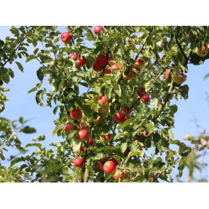 Jabloň domáca (Malus Domestica) ´DISCOVERY´- letná, výška 120-150 cm, voľnokorenná