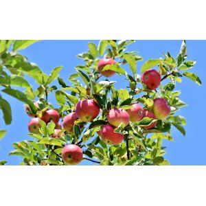 Jabloň domáca (Malus domestica) ´ELSTAR´ -jesenná, výška 120-150 cm, voľnokorenná