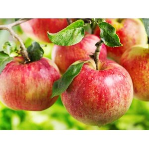Jabloň domáca (Malus domestica) ´FUJI´- zimná, výška 200-220 cm, obvod kmeňa 6/8 cm, kont. C10L 