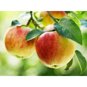 Jabloň domáca (Malus domestica) ´GALA´ - zimná, výška 120-150 cm, voľnokorenná