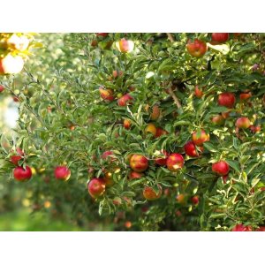 Jabloň domáca (Malus Domestica) ´GALA´ - výška 130-160 cm, obvod kmeňa 6/8 cm, kont. C9L