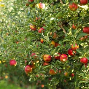 Jabloň domáca (Malus Domestica) ´GALA´ - výška 130-160 cm, obvod kmeňa 6/8 cm, kont. C9L