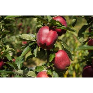 Jabloň domáca (Malus domestica) ´GLOSTER´ - zimná, výška 120-150 cm, voľnokorenná