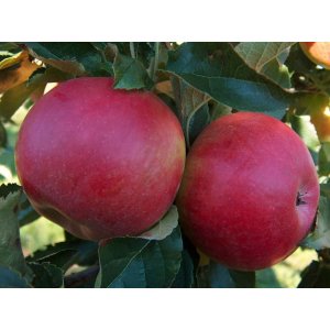 Jabloň domáca (Malus domestica) ´IDARED´ - zimná, výška 250-270 cm, kont. C10L