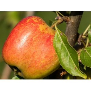  Jabloň domáca (Malus Domestica) ´KATIA´- letná, výška 120-150 cm, voľnokorenná
