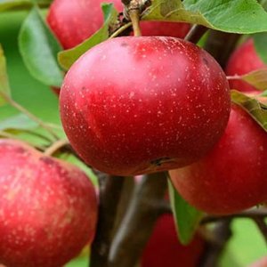 Jabloň domáca (Malus Domestica) ´DISCOVERY´- letná, výška 120-150 cm, voľnokorenná