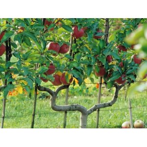 Jabloň domáca (Malus domestica) ´FUJI´ - zimná, výška 140-150 cm, obvod kmeňa 12/14 cm, kont. C45L - TVAROVANÁ STENA (dvojité ´U´)