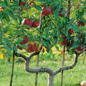 Jabloň domáca (Malus domestica) ´FUJI´ - zimná, výška 140-150 cm, obvod kmeňa 12/14 cm, kont. C45L - tvarovaná stena (dvojité ´U´)