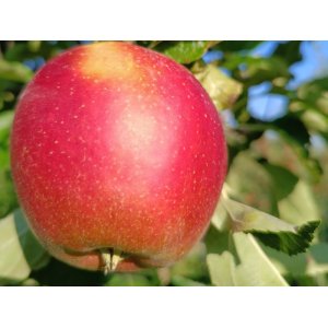 Jabloň domáca (Malus Domestica) ´ELISA´ - zimná, výška 120-150 cm, voľnokorenná
