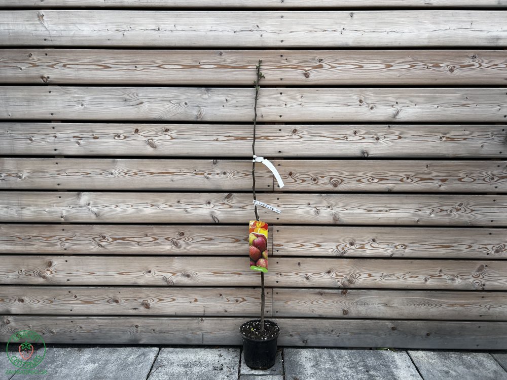 Nízkokmenná jabloň stĺpovitá (Malus domestica) ´GARDEN FOUNTAIN